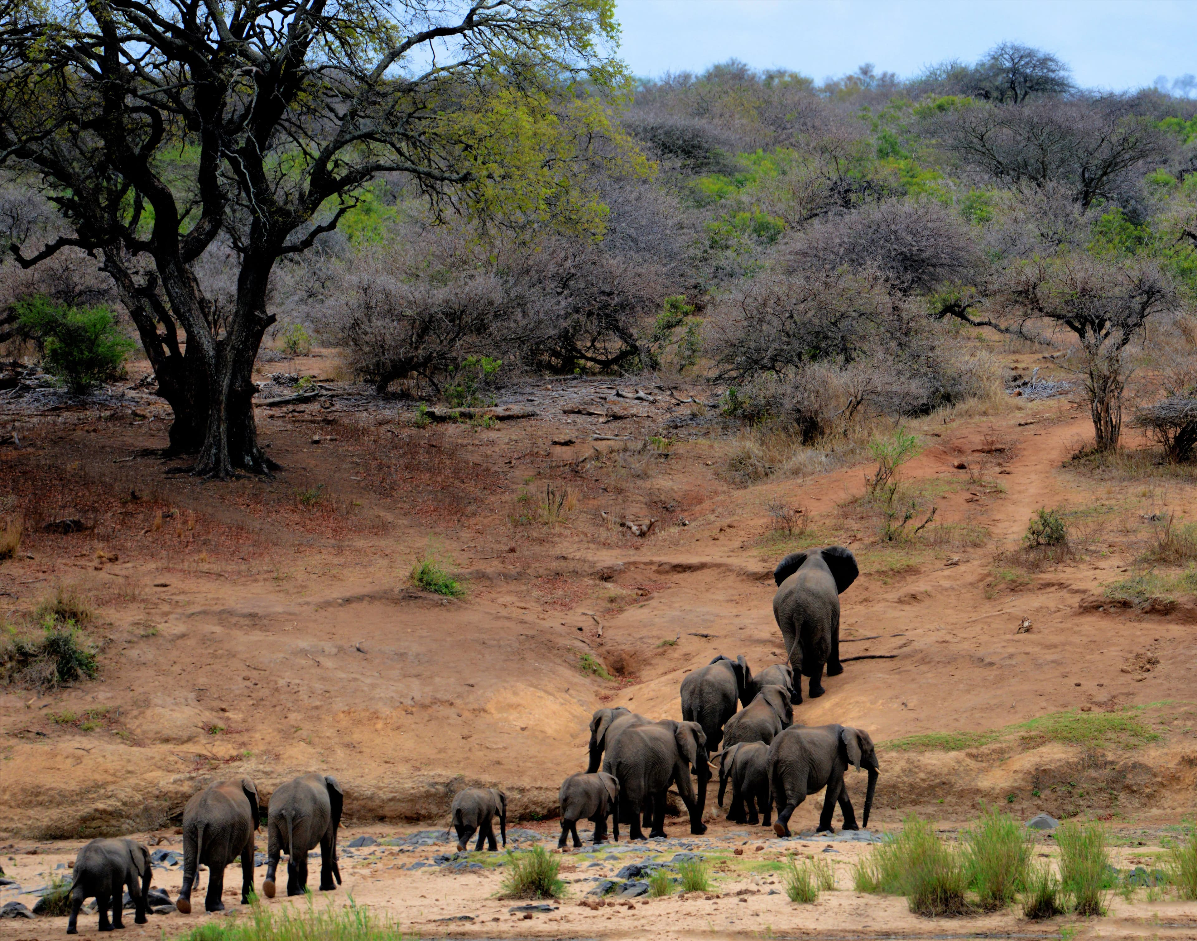 Safari en Kenia